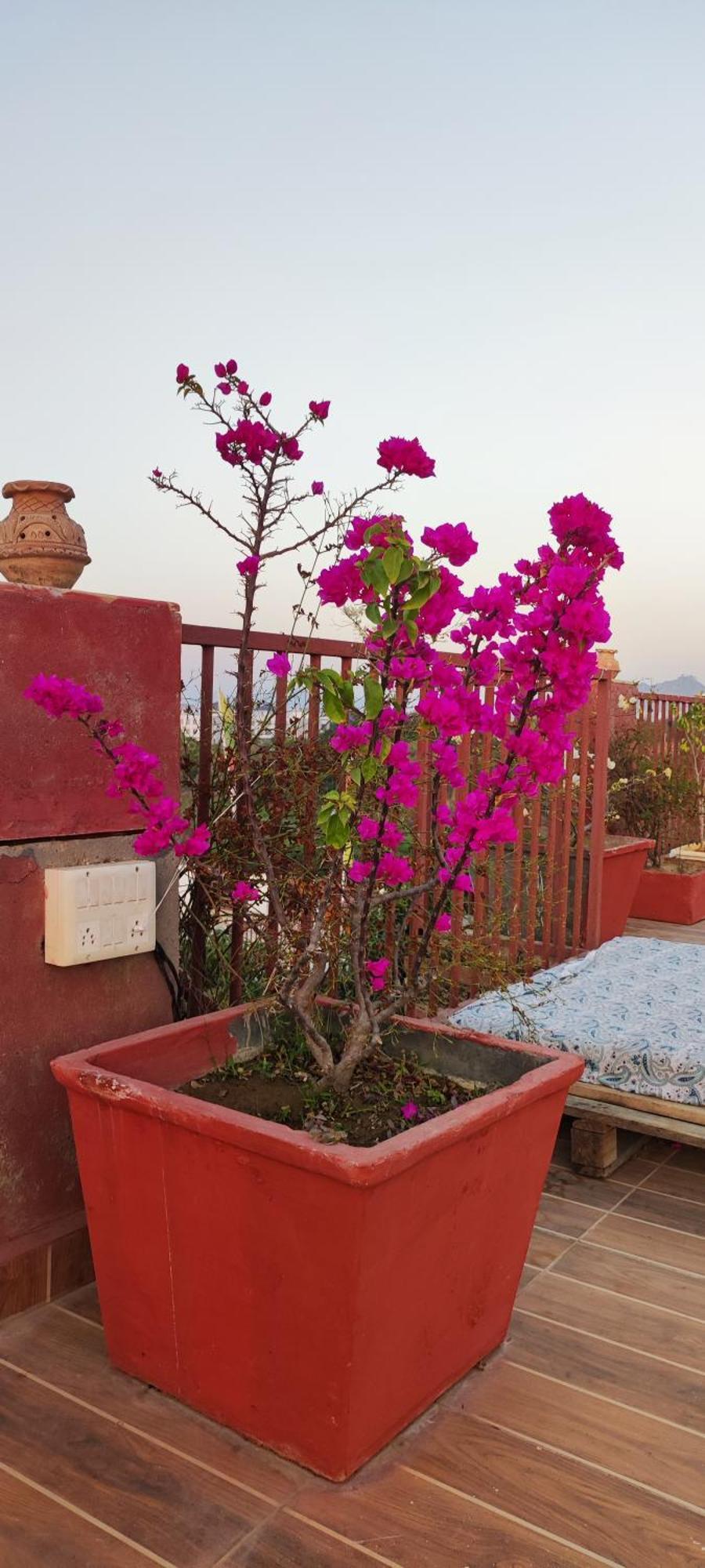 Bed and Breakfast The Secret Garden à Pushkar Extérieur photo