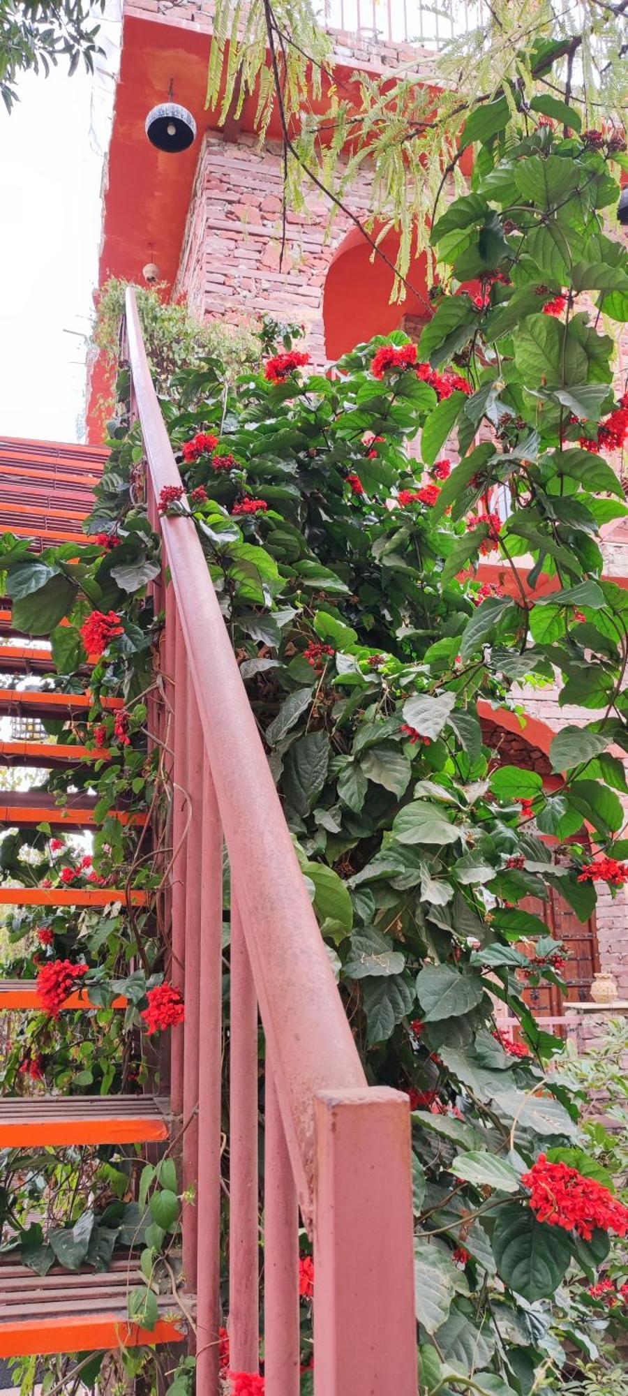 Bed and Breakfast The Secret Garden à Pushkar Extérieur photo