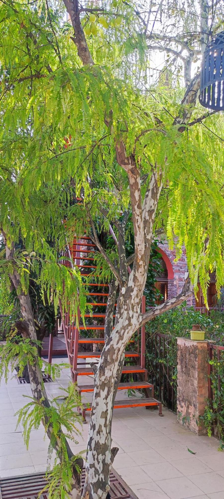 Bed and Breakfast The Secret Garden à Pushkar Extérieur photo